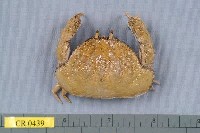 藏品(肝葉饅頭蟹)的圖片